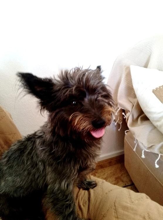30 Nov - 30 Dec -Long Dogsit in Orihuela Costa SPAIN - Image 3