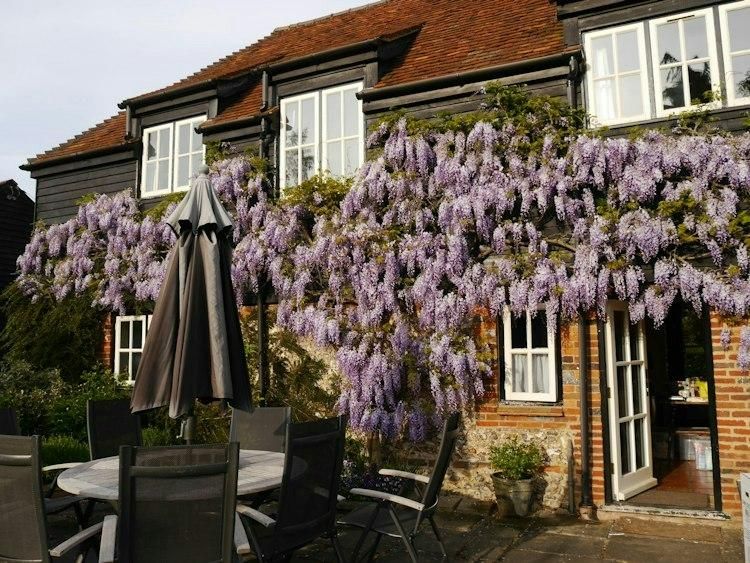 10-18 December Dogsit nr Great Missenden BUCKS UK - 1 Corgi - Image 9