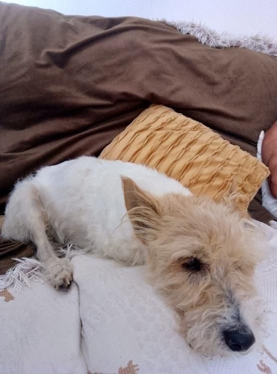 30 Nov - 30 Dec -Long Dogsit in Orihuela Costa SPAIN - Image 4