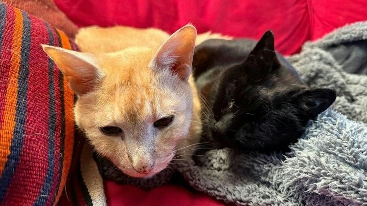 House sit Stanley and Oliver - Image 8