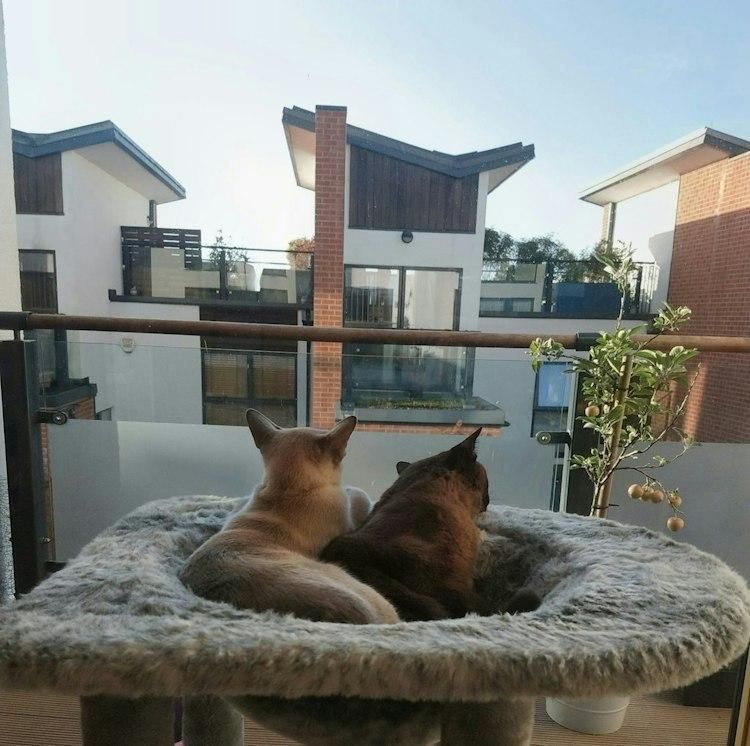20-27 Dec Christmas Catsit in Bristol UK 2 pedigree cats - Image 3