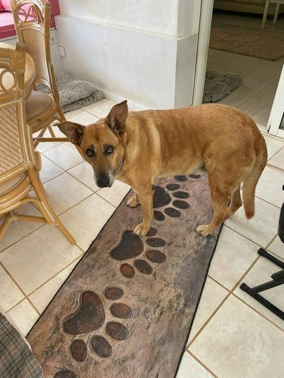 23 Dec-4 Jan San Juan de lost Terreros, Almeria SPAIN 1 Dog - Image 5