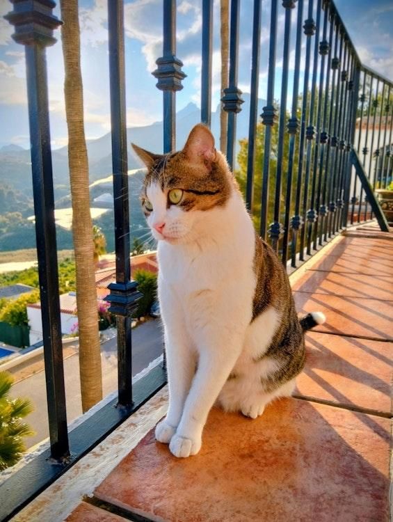Catsit 30 Sep-11 Oct Villa with Views Callosa Alicante SPAIN - Image 4