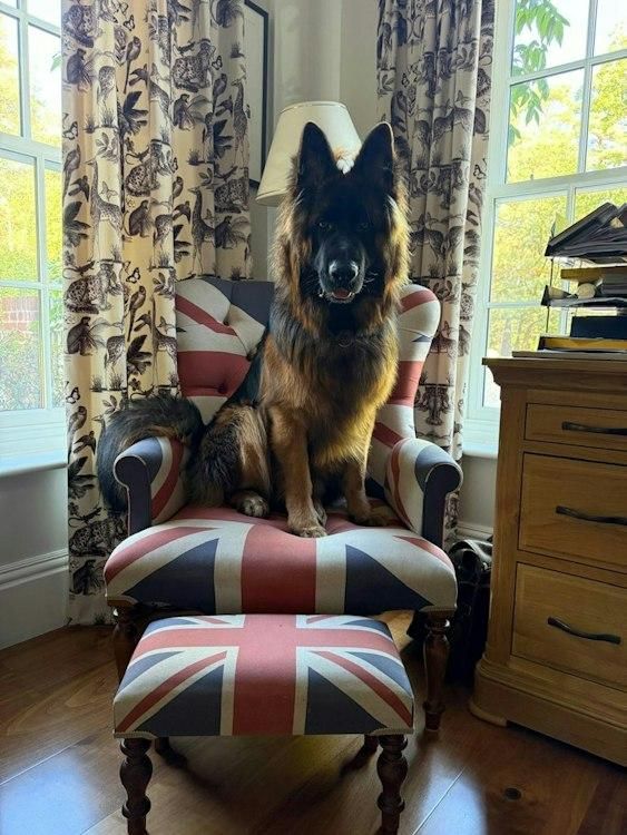 13-21 December pet sit in SW Surrey Uk 1 cat 1 dog - Image 3