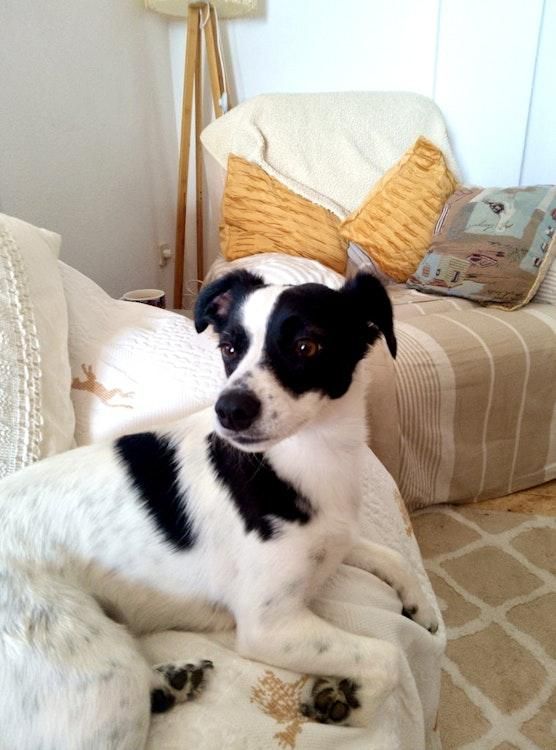 30 Nov - 30 Dec -Long Dogsit in Orihuela Costa SPAIN - Image 6