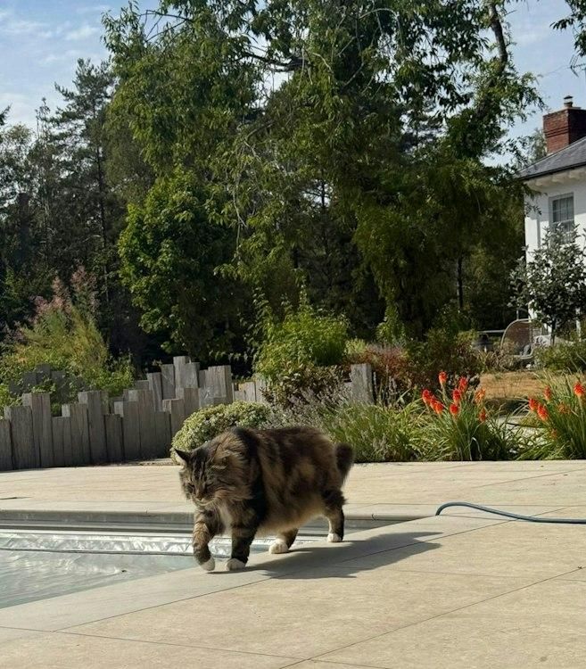 13-21 December pet sit in SW Surrey Uk 1 cat 1 dog - Image 7