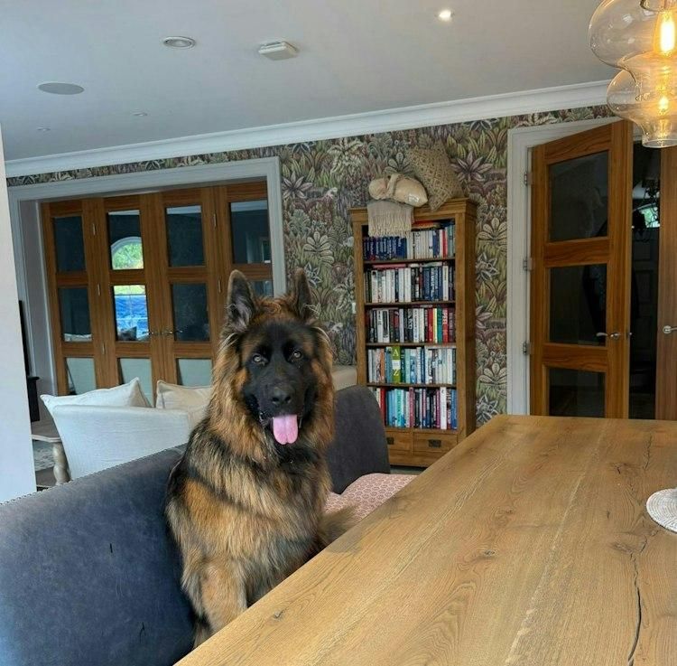 13-21 December pet sit in SW Surrey Uk 1 cat 1 dog - Image 2