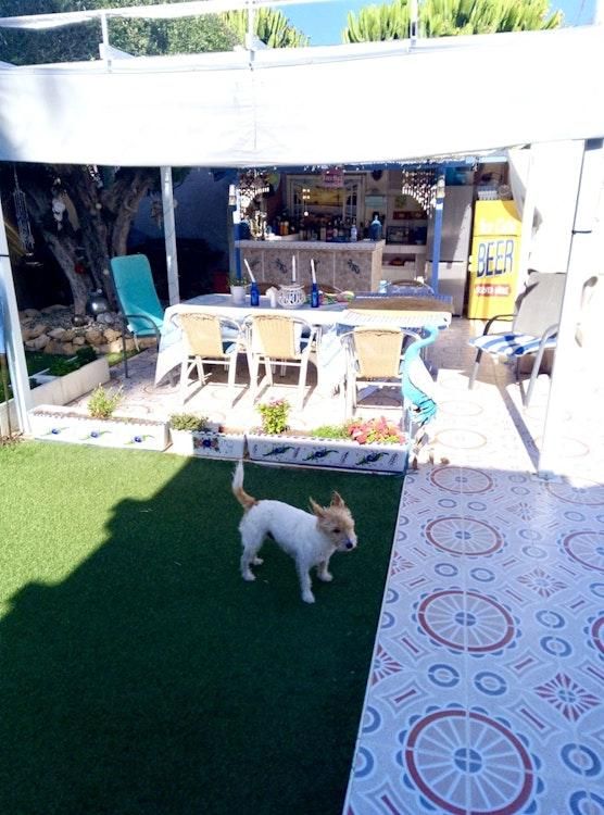 30 Nov - 30 Dec -Long Dogsit in Orihuela Costa SPAIN - Image 7