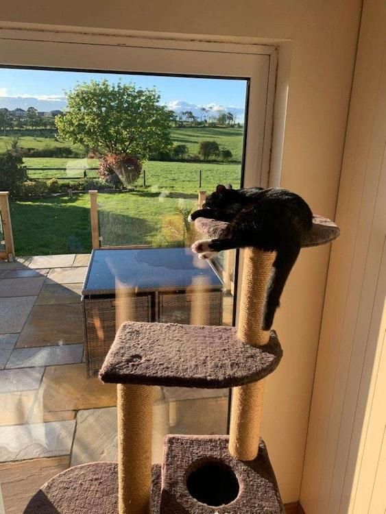 15 - 22 December In Kinsale, Cork IRELAND - 3 Cats