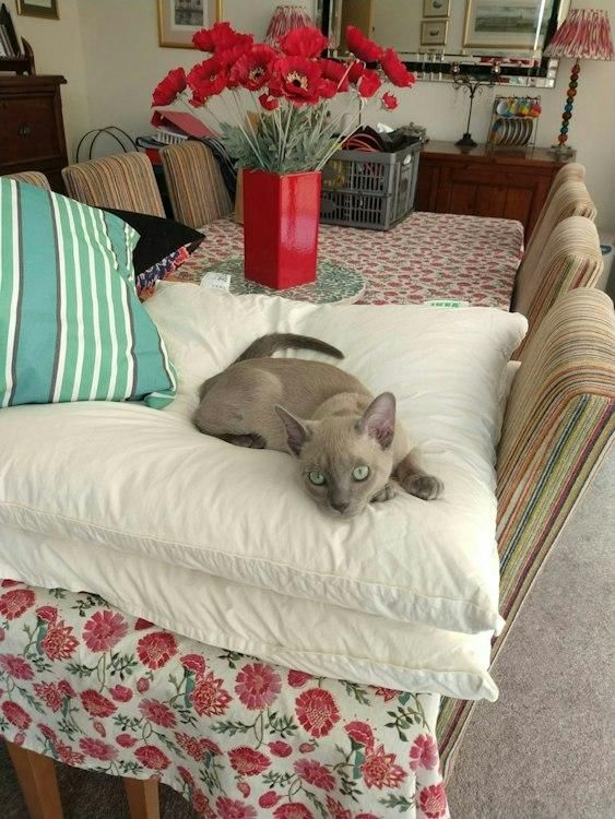 20-27 Dec Christmas Catsit in Bristol UK 2 pedigree cats - Image 6