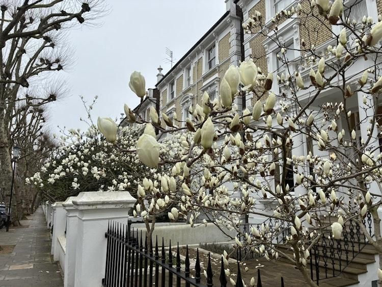 Catsit 1 night 19 Dec in Notting Hill LONDON UK