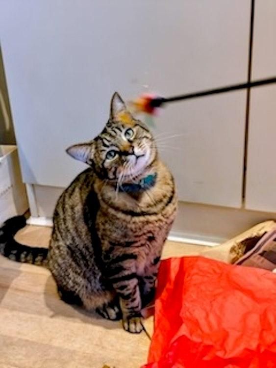 Catsit 1 night 19 Dec in Notting Hill LONDON UK - Image 2
