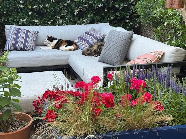 13-20 Sept Catsit in Richmond SW London UK