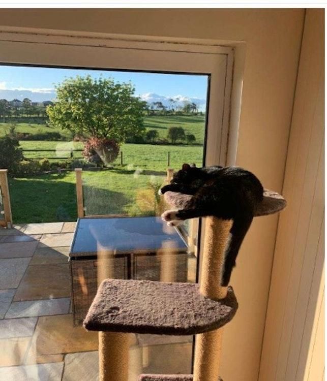 6 Mar - 3 Apr Catsit in Kinsale County Cork IRELAND - Image 7