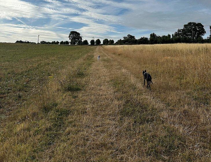 Dux Court Road, South East England