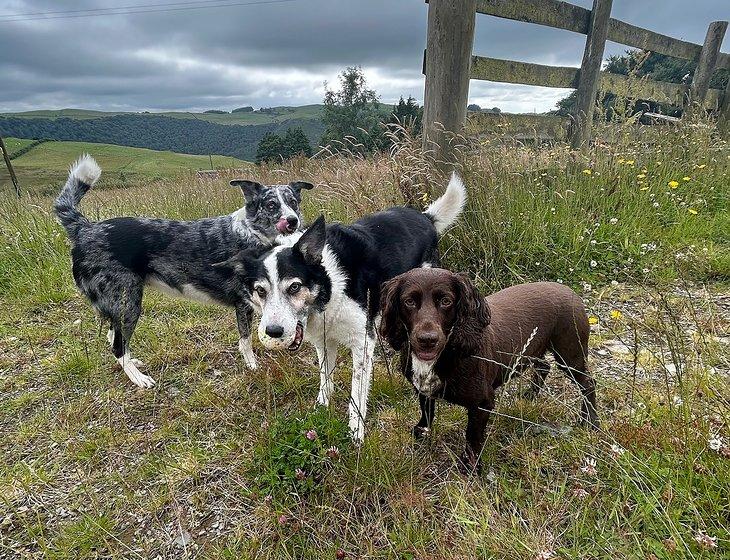 Aberystwyth, Wales - Image 3