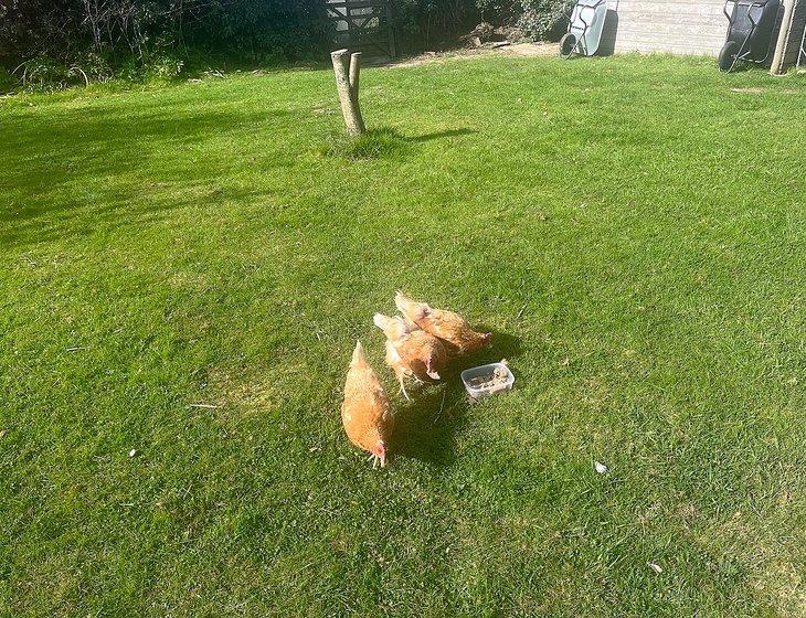 Beccles, East of England - Image 2