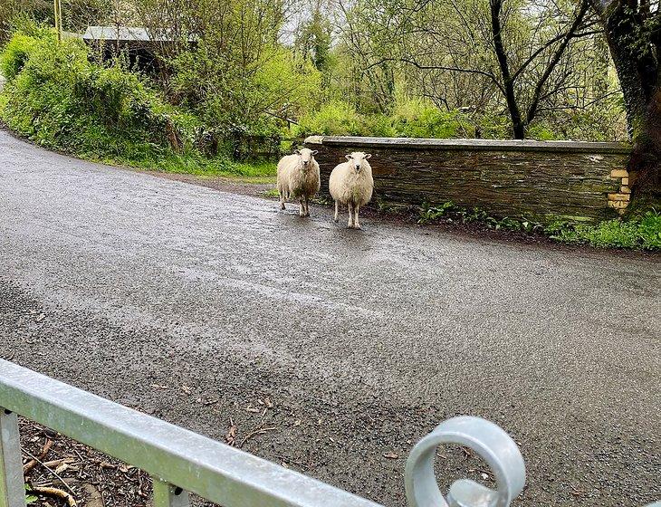 Llandysul, Wales - Image 5