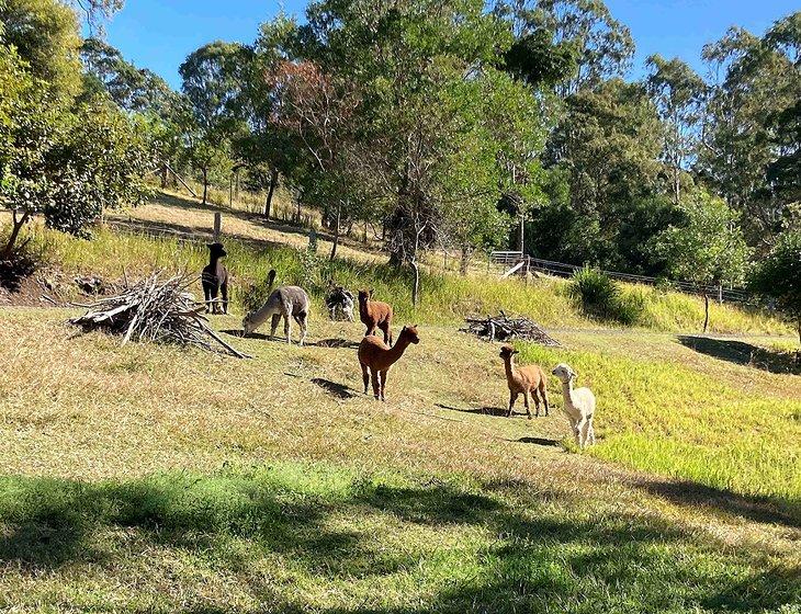 Eudlo, Queensland