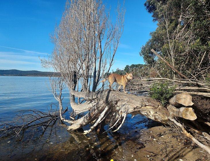 Snug, Tasmania