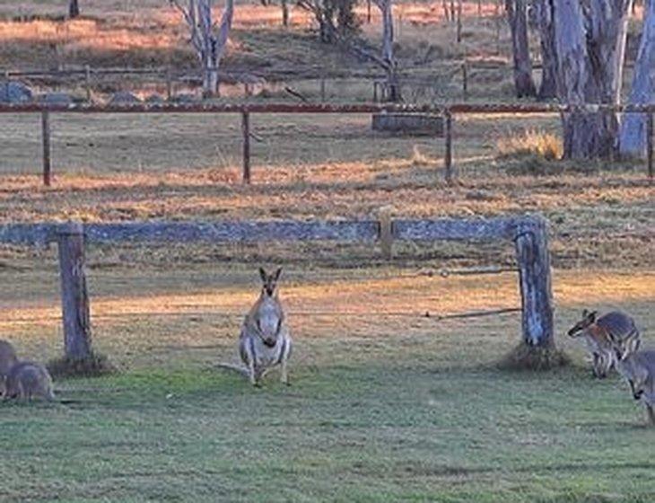 Mannuem, Queensland