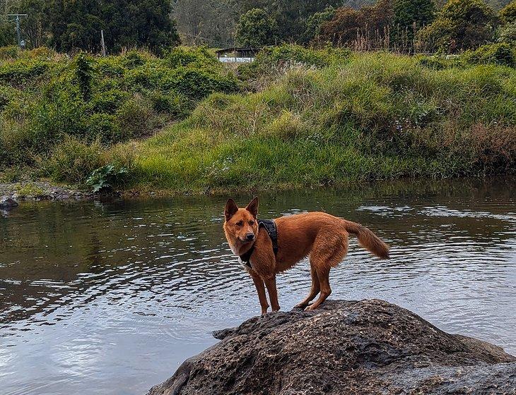 Canungra, Queensland