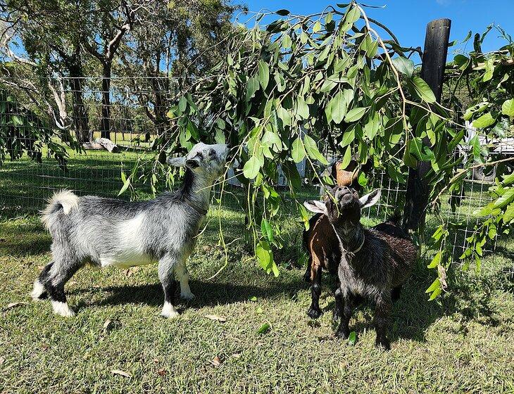 Cootharaba, Queensland