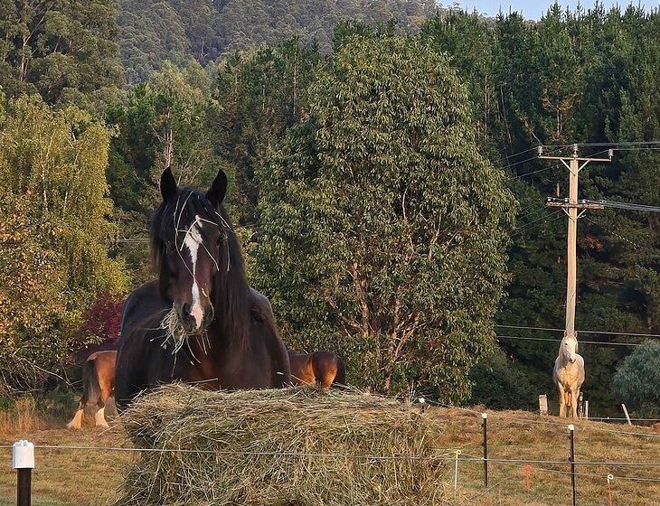Ellendale, Tasmania - Image 3