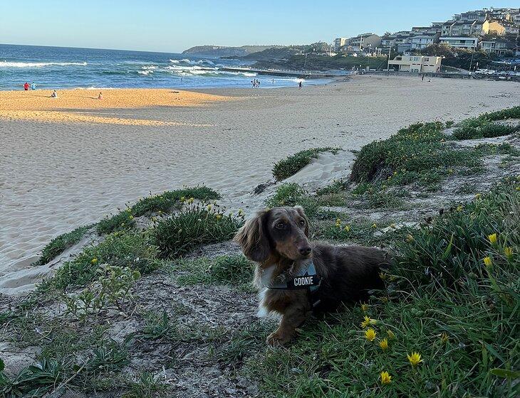 Curl Curl, New South Wales