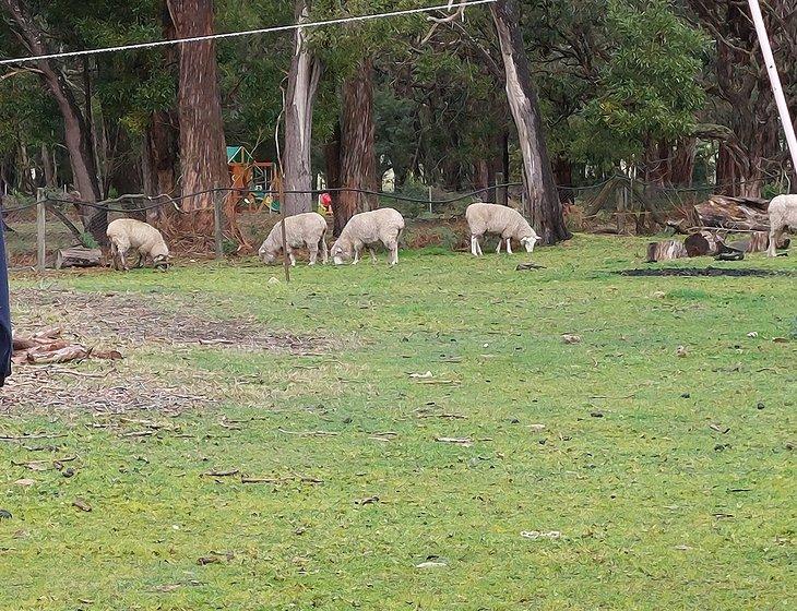 Hillcrest, Victoria