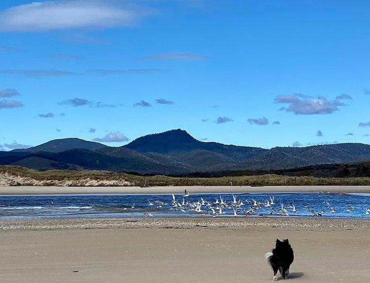 Scamander, Tasmania