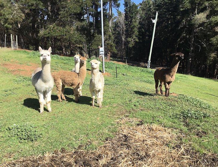 Middlesex, Manjimup, Western Australia