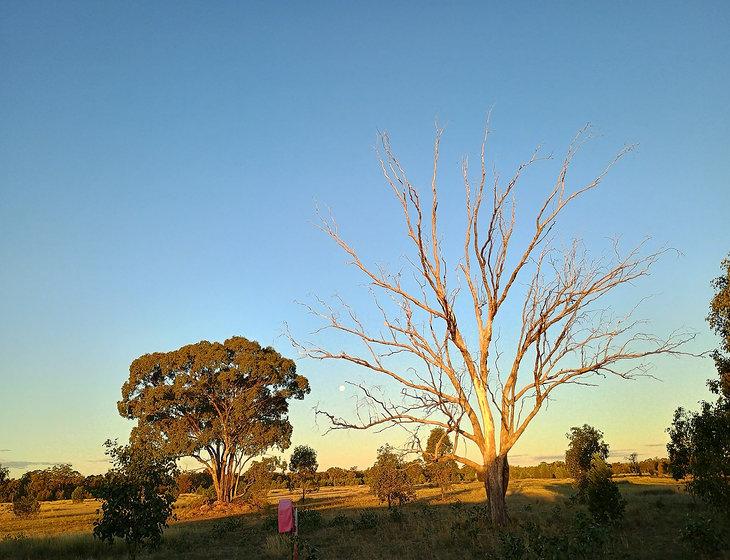 Narrabri, New South Wales