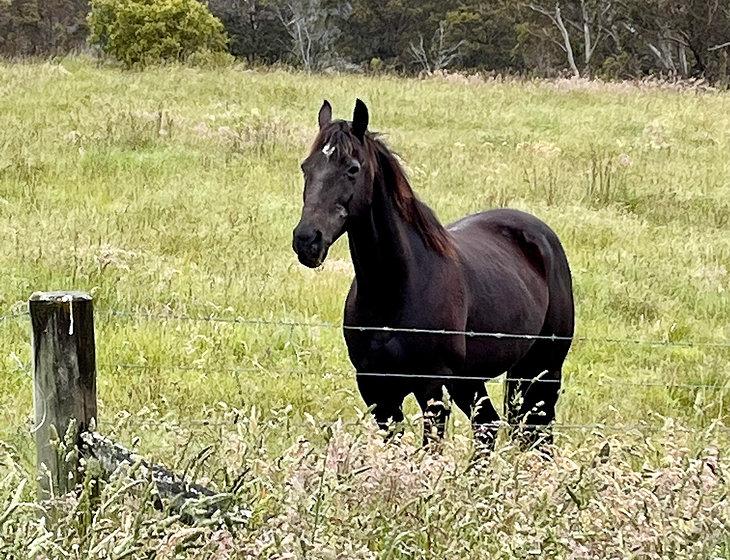 Reidsdale, New South Wales