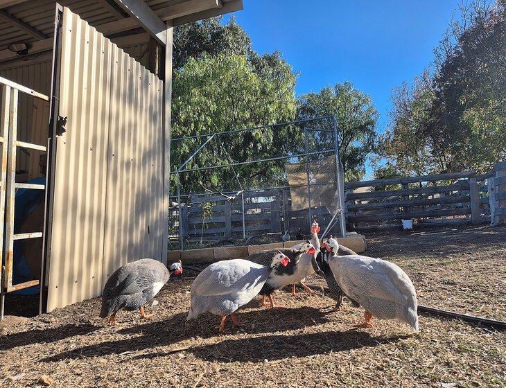 Chewton, Victoria