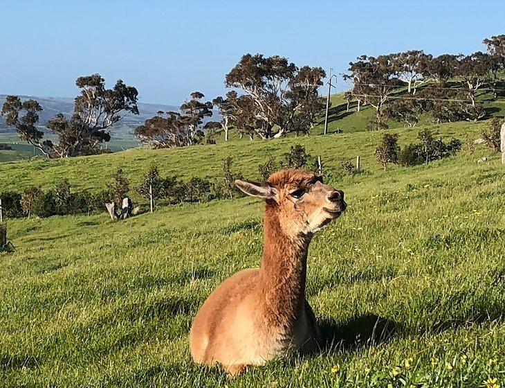 Normanville, South Australia