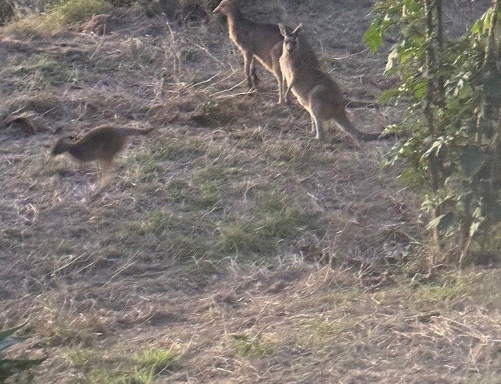 Woodhill, Queensland
