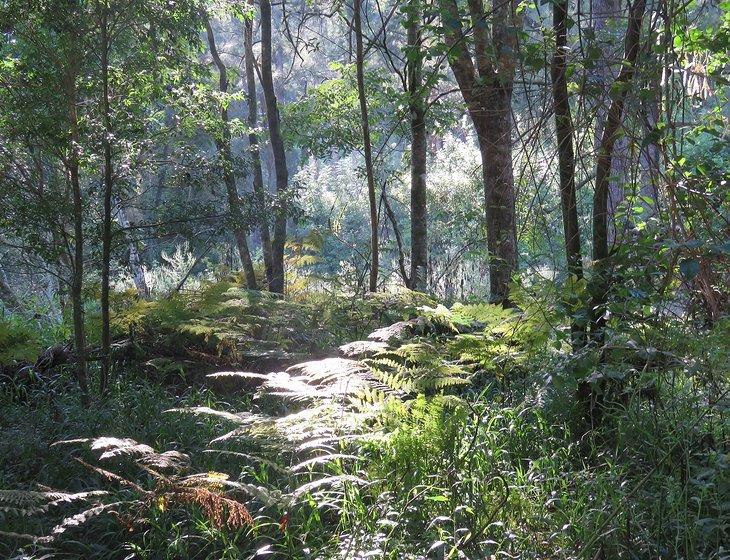 Upper Horseshoe Creek, New South Wales