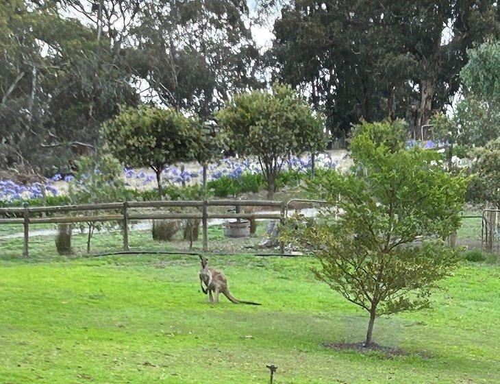 Mount Barker, South Australia