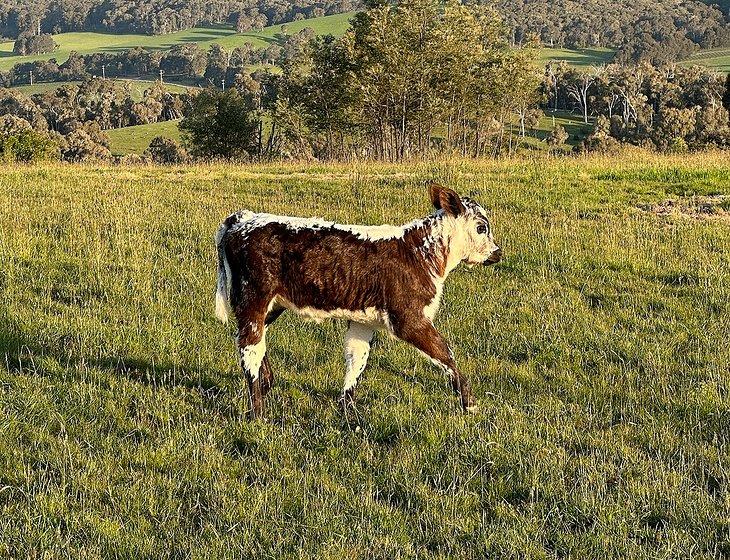 Merrijig, Victoria