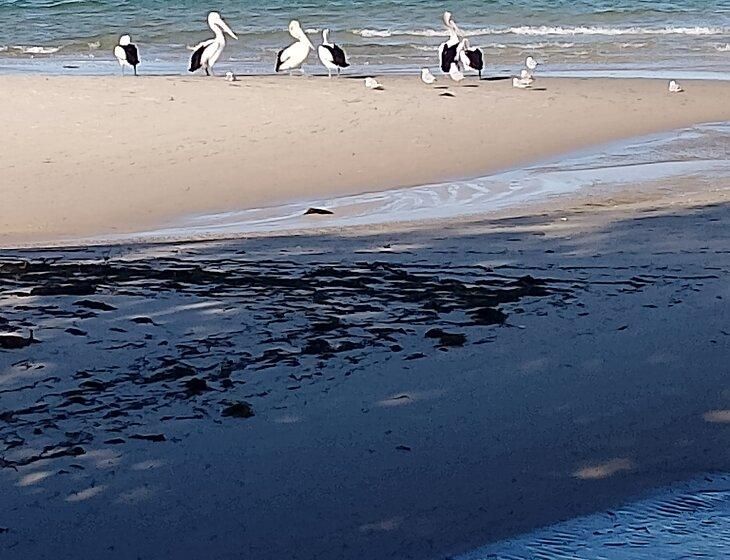 Bongaree, Queensland - Image 6