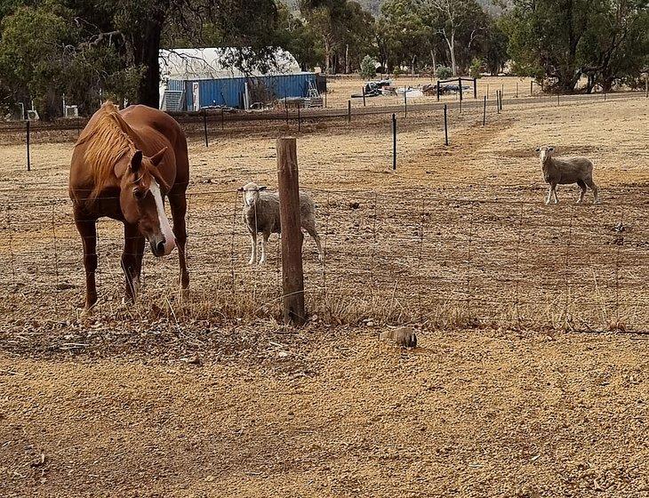 Bullsbrook, Western Australia