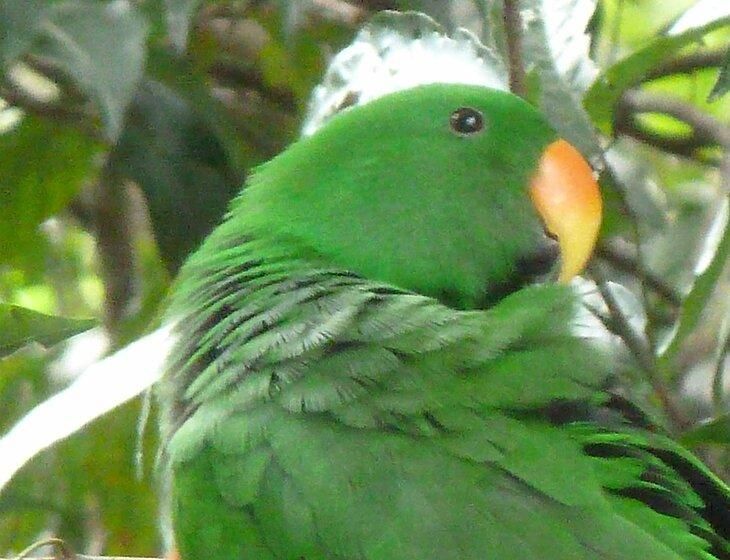 Kuranda, Queensland - Image 1