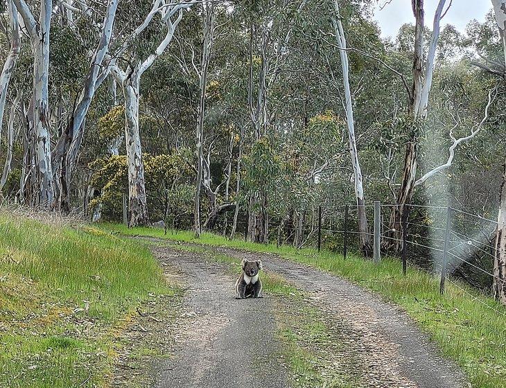 Macclesfield, South Australia