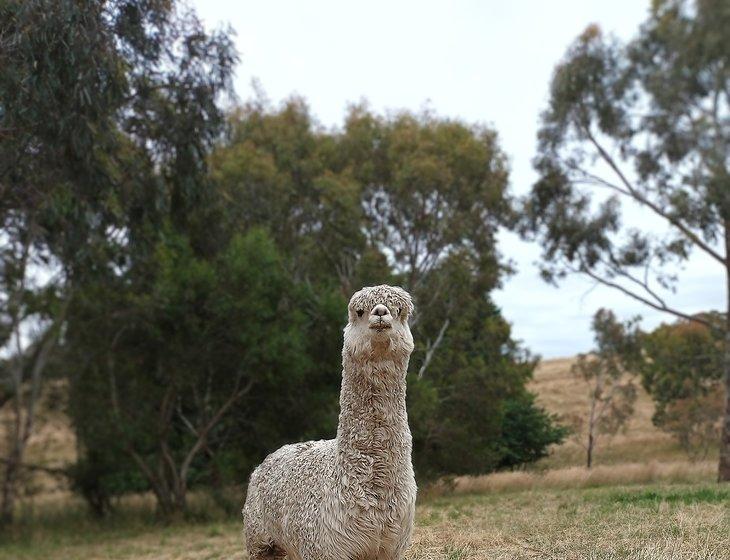 Bugle Ranges, South Australia