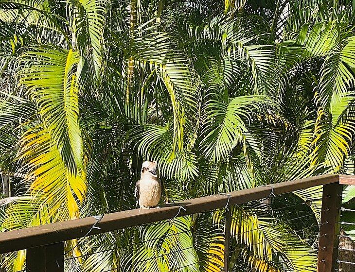 Buderim, Queensland