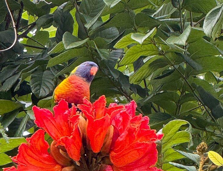 Carrara, Queensland