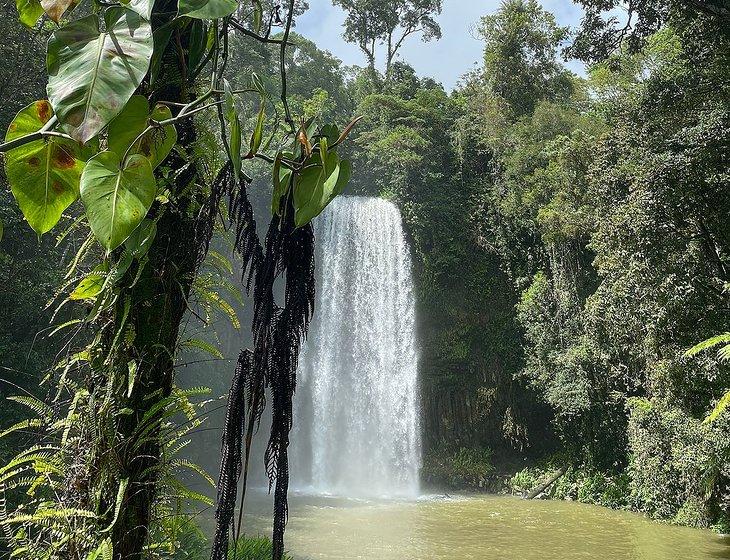 Malanda, Queensland