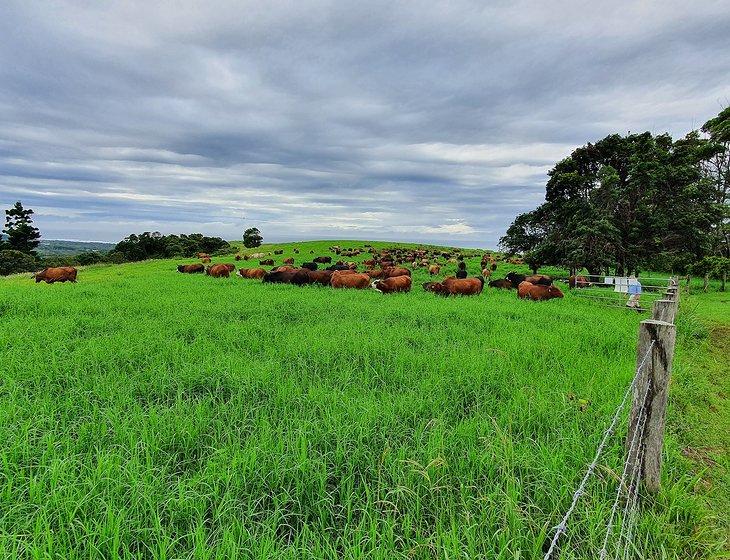 Hayters Hill, New South Wales