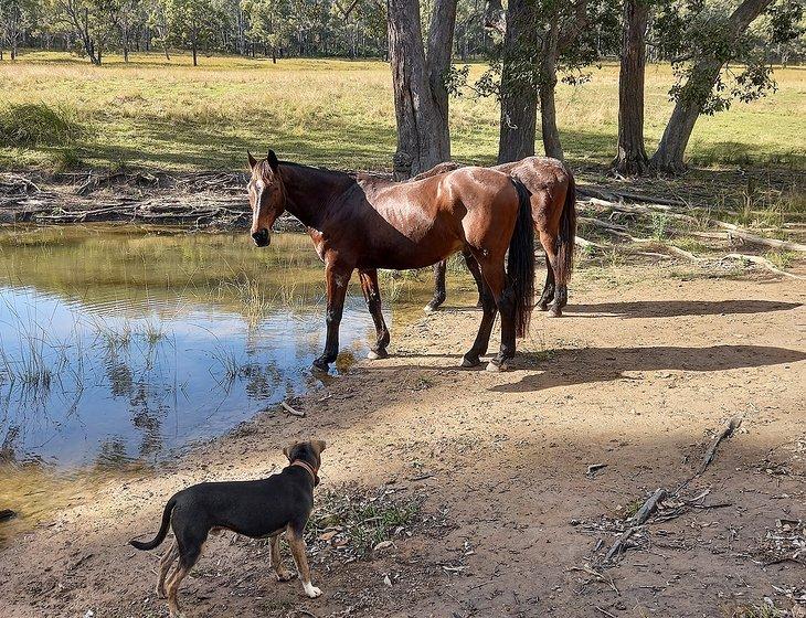 Grafton, New South Wales